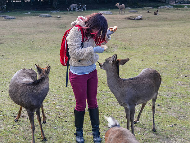 istock Young woman feeding deer in Nara, Japan 501769712