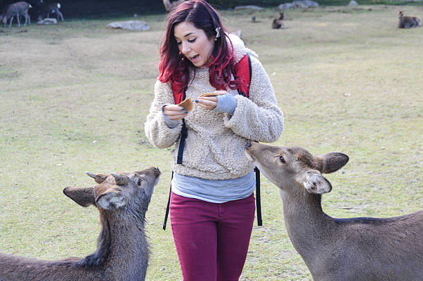 istock Young woman feeding deer in Nara, Japan 501769770