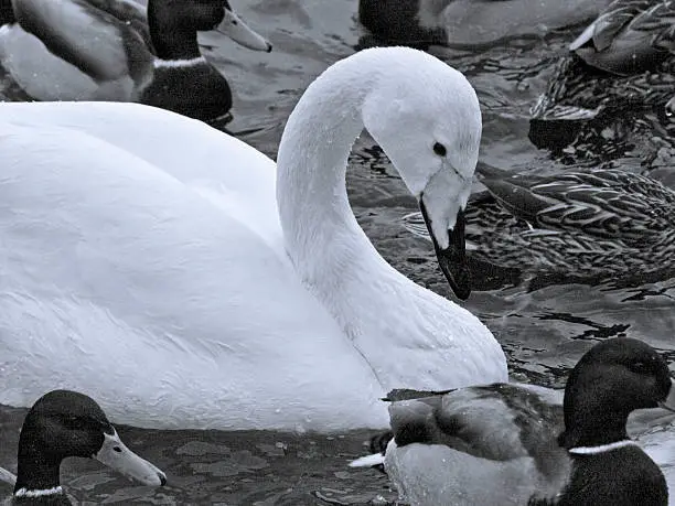 swan among ducks