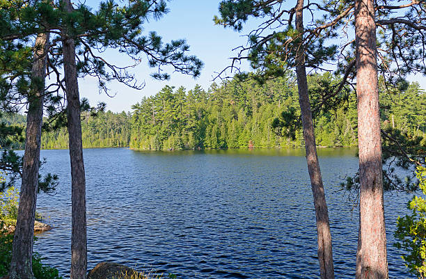 istock Shadows and Light in the North Woods 501770080