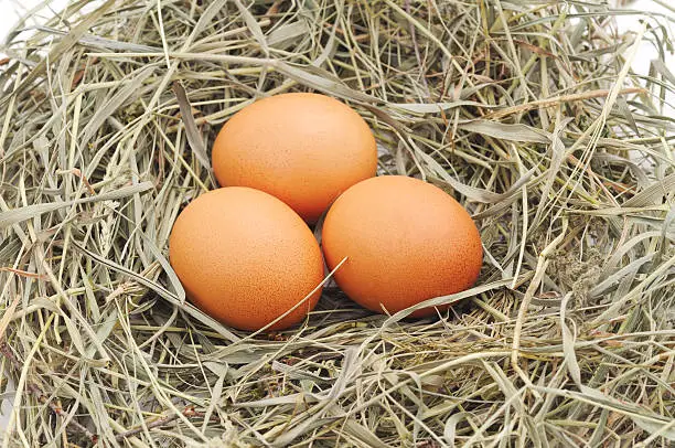 Photo of Three eggs in a nest.