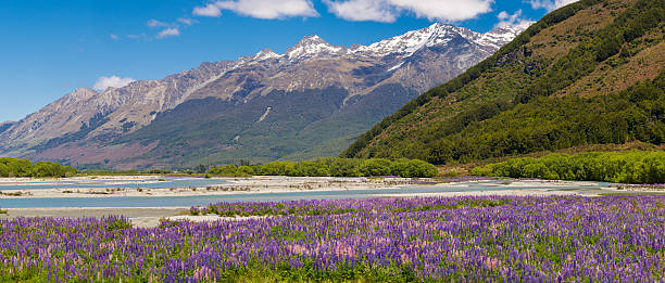 istock Lupin field along the river 501772502