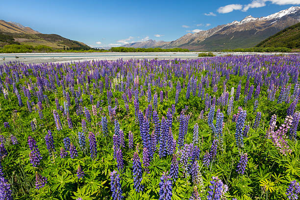 istock Lupin field along the river 501772724