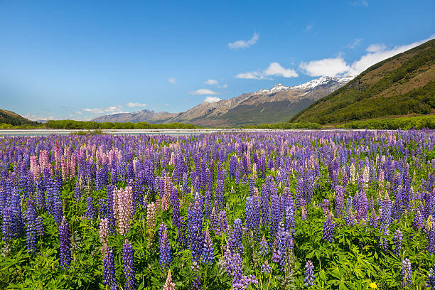 istock Lupin field along the river 501772792