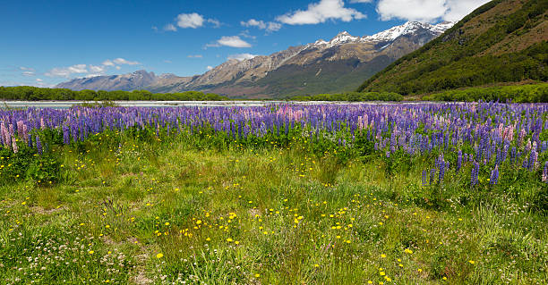istock Lupin field along the river 501773060