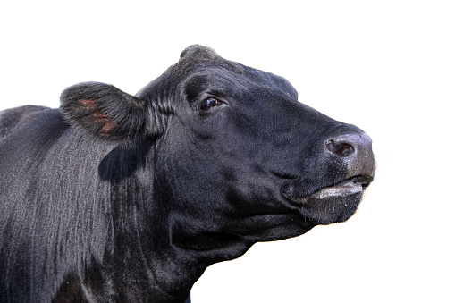 Black cow lifting her head against a white background