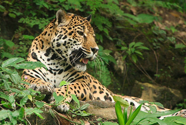 istock Jaguar Portrait in Guatemala 501773464