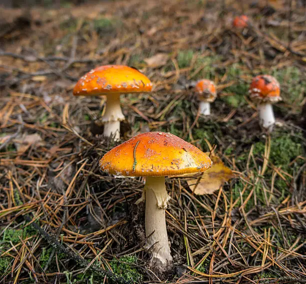 poisonous wild mushroom Amanita muscaria in a pine forest