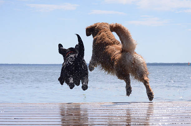 para pular amigos - dog jumping - fotografias e filmes do acervo