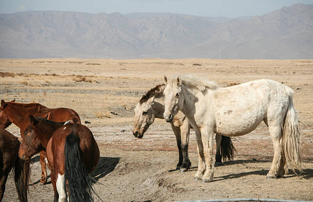 Mongolian Horses stock photo
