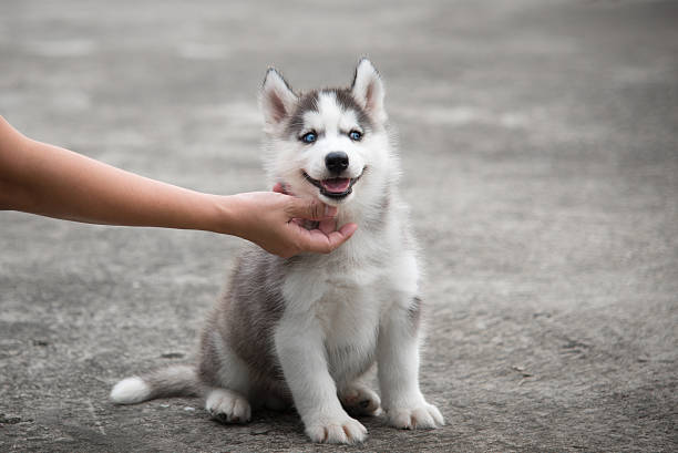 istock hand with siberian husky puppy 501775400