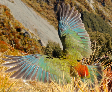 Kea with wings out.