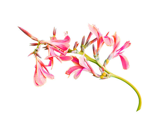 istock Pink Canna flower isolated on white background 501775886