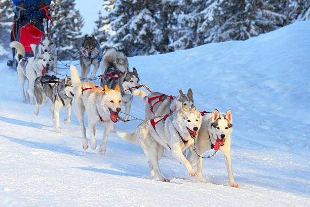 istock Race of draft dogs 501775907
