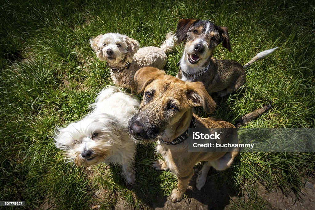 Waiting for reward 4 dogs sitting in one spot and look for photographers high holding some fine reward in the hands, Weiwinkel recording. Dog Stock Photo