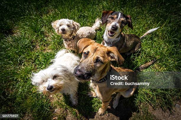 Waiting For Reward Stock Photo - Download Image Now - Dog, Group Of Animals, Putting Green