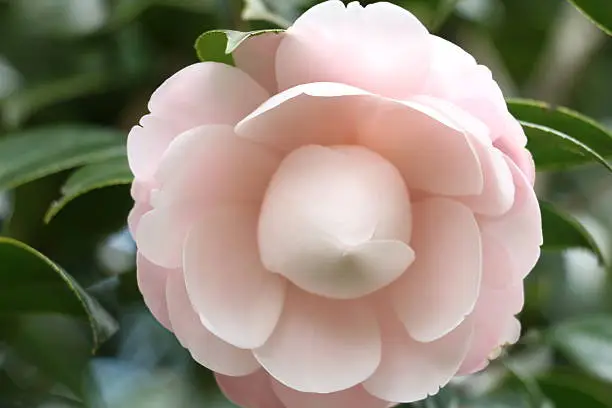 Camellia japonica,closeup of a pink Camellia tea flower in full bloom
