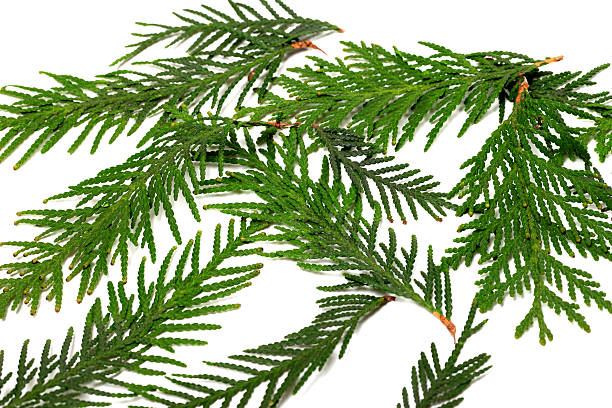 istock Green twigs of thuja 501776144