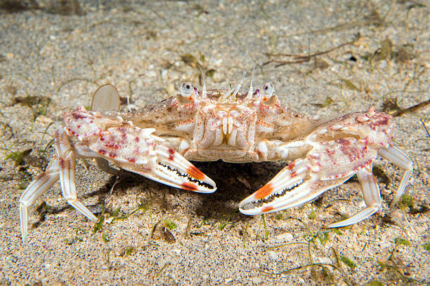 istock crab portrait on sand underwater 501776208