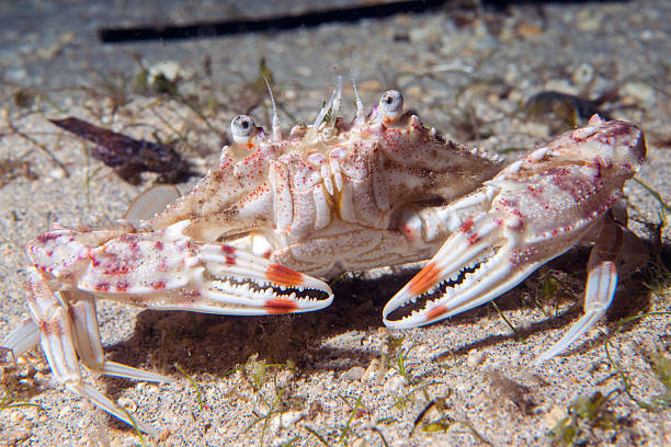 istock crab portrait on sand underwater 501776252