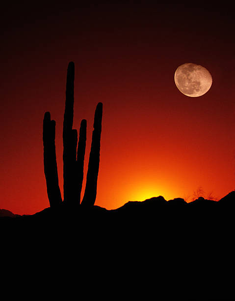 istock Vertical Desert Saguaro Cactus Full Moon Sunset American Southwest 501776293