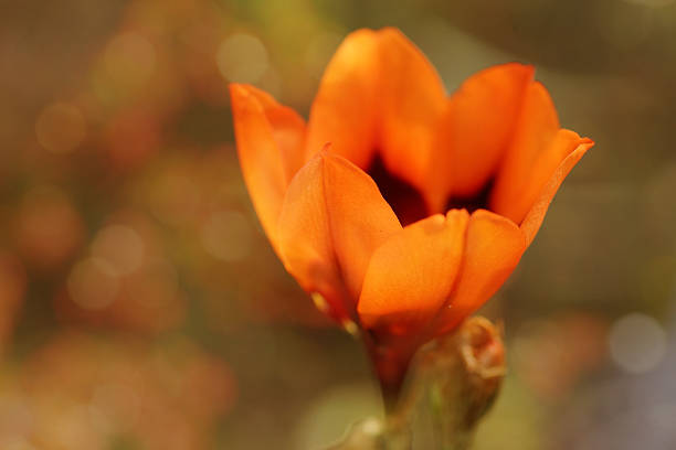 istock Artistic macro blossom of a Sparaxis flower, bokeh light 501776413