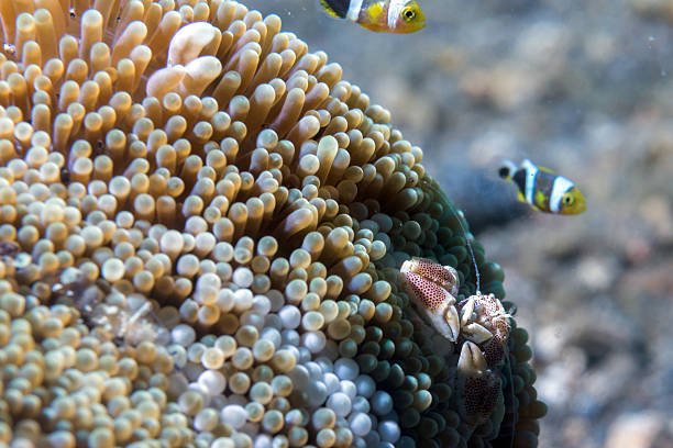 istock porcelain crab and clown fish 501776422