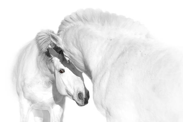 istock Two white horses in the herd 501776538