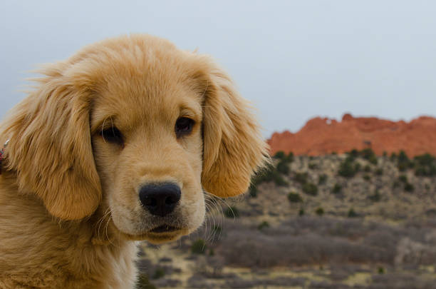Disappointed Golden Retriever at Garden of the Gods stock photo