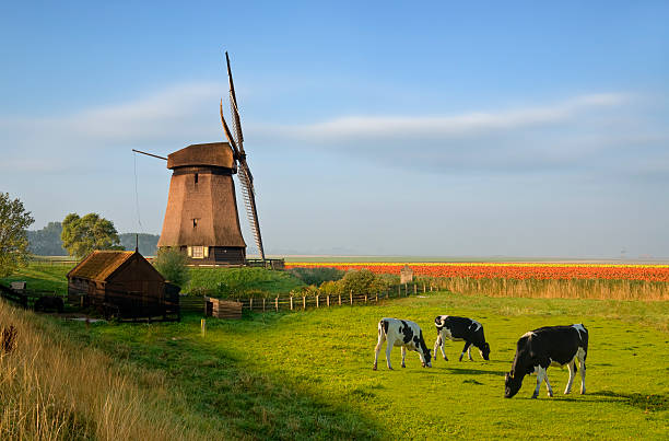 molino de viento tulipanes y vacas - dutch culture windmill landscape netherlands fotografías e imágenes de stock