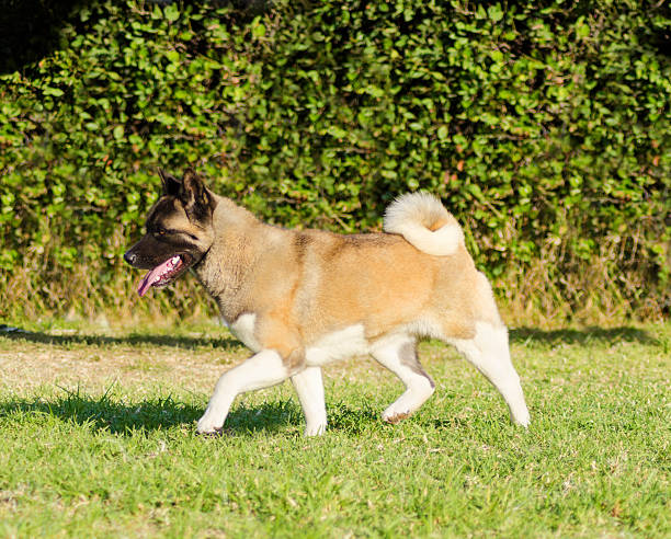 istock American Akita 501776760