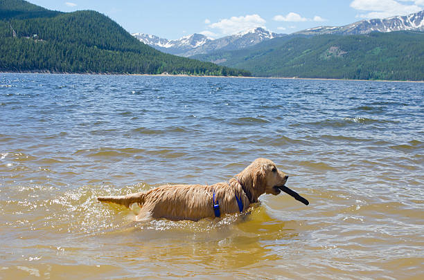 dog jumping into Flat Head Lake in Montana