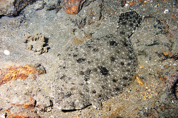 Camouflaged Flounder stock photo