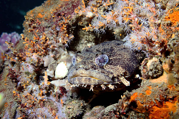 Toadfish on Reef stock photo