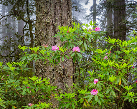 Rhododendron and Douglas Fir Tree  