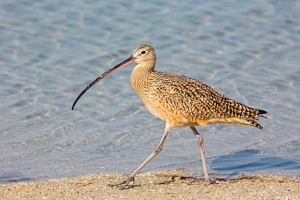 Long Billed Curlew Long Billed Curlew   numenius americanus stock pictures, royalty-free photos & images