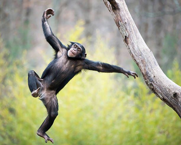 chimp im flug - schimpansen gattung stock-fotos und bilder