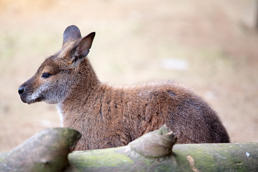 A kangaroo is sitting behind a log