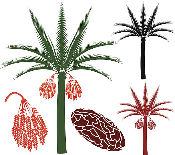 Palm tree (EPS) + ZIP - alternate file (CDR) date palm tree stock illustrations