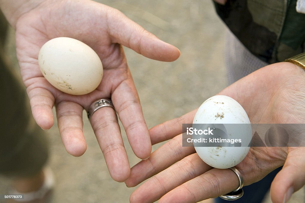 Mão mostrando ovos de Pato - Royalty-free Alimentação Saudável Foto de stock