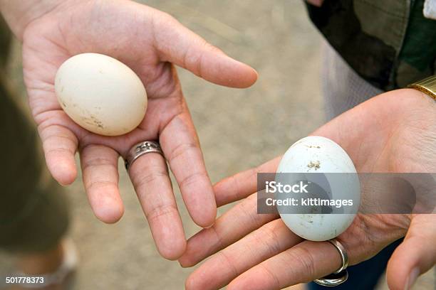 Mão Mostrando Ovos De Pato - Fotografias de stock e mais imagens de Alimentação Saudável - Alimentação Saudável, Animal, Branco