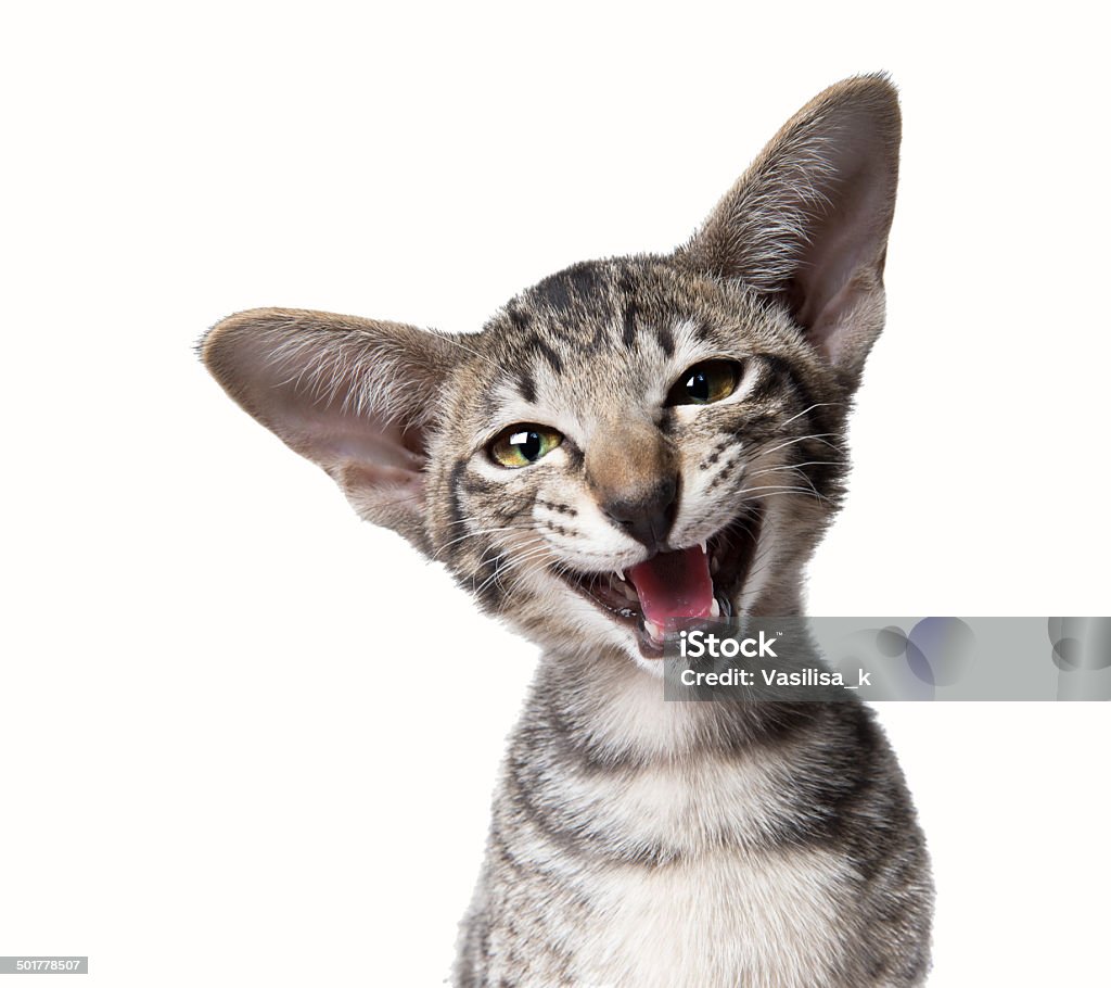 Funny smiling ugly meowing small kitten. Funny smiling ugly meowing small kitten. Close up portrait isolated on white. Domestic Cat Stock Photo