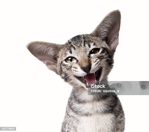 Funny Smiling Ugly Meowing Small Kitten Stock Photo - Download Image Now - Domestic Cat, Smiling, Humor