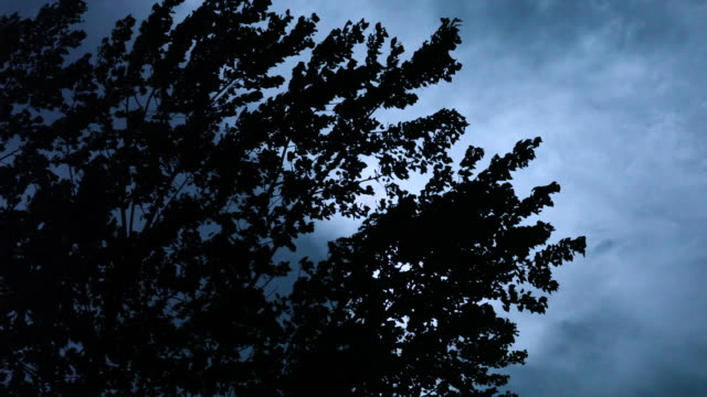 Trees Blowing in Breeze, Silhouetted Against Dark, Sullen Sky