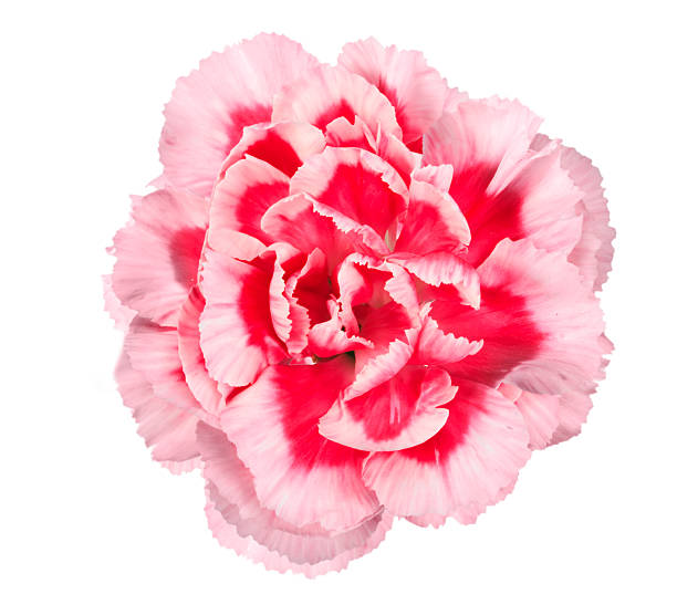 istock Pink flower of carnation 501780335