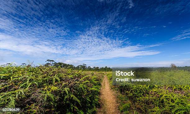 The Wide Grassland On The Top Of Phu Kradung Stock Photo - Download Image Now - Cloud - Sky, Horizontal, Loei Province