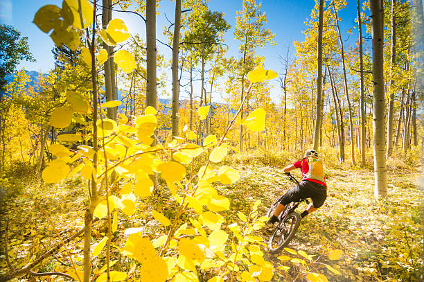 mujer otoño ciclismo de montaña - usa action adventure aspen tree fotografías e imágenes de stock