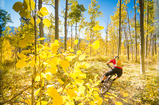 a woman mountain biking makes here way through golden yellow autumn aspen trees and trunks. such beautiful nature scenery and outdoor sports and adventure can be found in the san juan range of the colorado rocky mountains. horizontal composition taken in durango, colorado.
