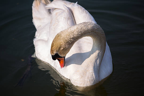 istock Swan on a Lake and forage 501780943