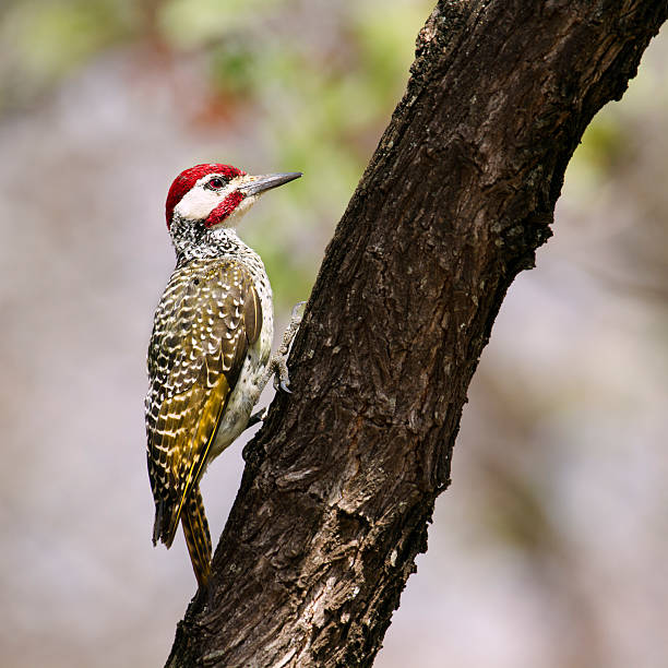 istock Bennett's Woodpecker in Kruger National park 501783910